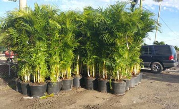 How to Plant and Care for an Areca Palm Hedge